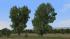 Kastanien, Schwarzpappeln, Sommerb�ume (1)