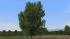 Kastanien, Schwarzpappeln, Sommerb�ume (2)