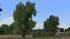 Kastanien, Schwarzpappeln, Sommerb�ume (4)
