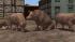 Hausschweine und Ferkel (1)