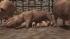 Hausschweine und Ferkel (2)