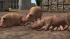 Hausschweine und Ferkel (4)