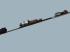 Rollwagen f�r 750mm Spurweite, beladbar (3)