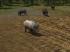 Kinematisch animierte Wildschweine f�r den Einsatz als Omegas und Rollmaterial (1)