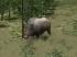 Kinematisch animierte Wildschweine f�r den Einsatz als Omegas und Rollmaterial (2)