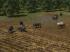 Kinematisch animierte Wildschweine f�r den Einsatz als Omegas und Rollmaterial (3)