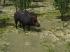 Kinematisch animierte Wildschweine f�r den Einsatz als Omegas und Rollmaterial (4)
