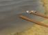 Kinematisch animierte Elemente / Meer-Set 4 (1)