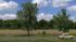 Birken (2)