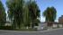 Birken (4)