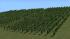Weinreben (1)