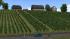 Weinreben (3)