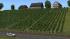 Weinreben (4)