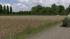 Stoppelfelder (3)