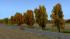 Herbstbirken (3)