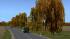 Herbstbirken (4)