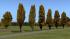 Herbstliche Linden, Kirschb�ume und Pappeln (3)