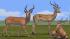 Savannentiere - Set 1 (2)