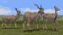 Savannentiere - Set 1 (4)