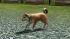 Hunde-Set - Akita Inu (1)