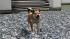 Hunde-Set - Akita Inu (2)