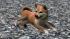 Hunde-Set - Akita Inu (3)