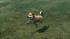 Hunde-Set - Akita Inu (4)