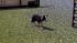 Hunde-Set - Border Collie (1)