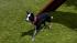 Hunde-Set - Border Collie (2)