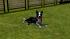 Hunde-Set - Border Collie (3)