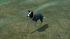 Hunde-Set - Border Collie (4)
