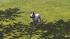 Hunde-Set - Bull Terrier (2)