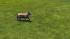 Hunde-Set - Corgi (1)