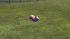 Hunde-Set - Corgi (3)