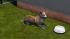 Hunde-Set - Corgi (4)
