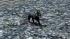 Hunde-Set - Dobermann (1)