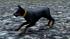 Hunde-Set - Dobermann (2)
