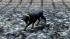 Hunde-Set - Dobermann (3)