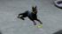 Hunde-Set - Dobermann (4)
