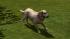 Hunde-Set - Golden Retriever (1)
