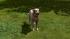 Hunde-Set - Golden Retriever (2)