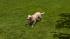 Hunde-Set - Golden Retriever (3)
