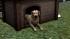 Hunde-Set - Golden Retriever (4)