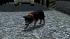 Hunde-Set - Husky (2)