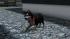 Hunde-Set - Husky (3)