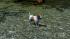Hunde-Set - Jack Russel Terrier (3)