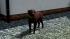 Hunde-Set - Labrador (1)