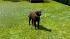 Hunde-Set - Labrador (2)