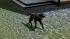 Hunde-Set - Labrador (3)