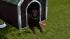 Hunde-Set - Labrador (4)